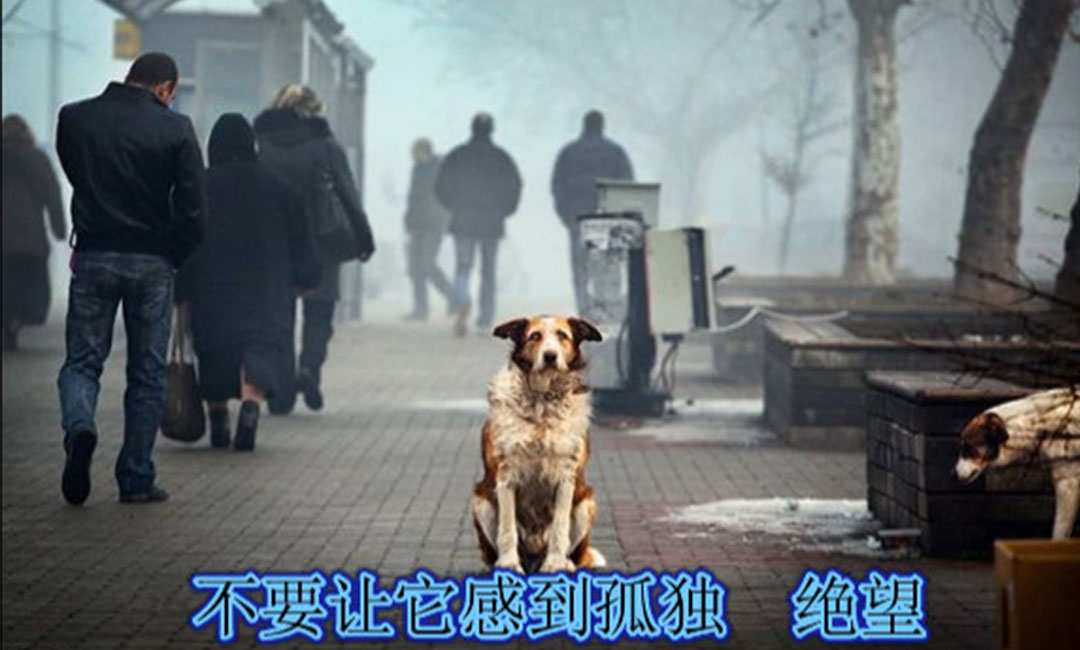 白山白山爱影圈微博微信转发案例